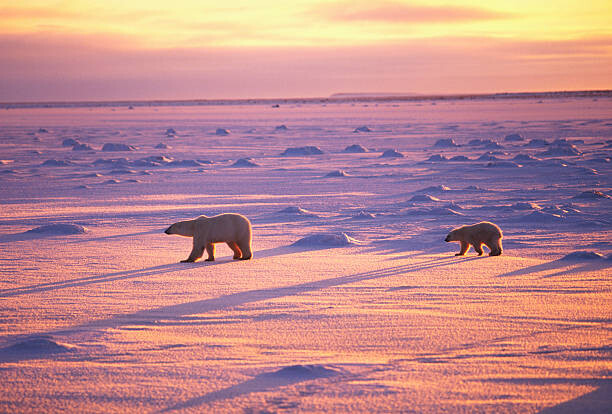 Plakát Polar Bears Crossing Snowfield