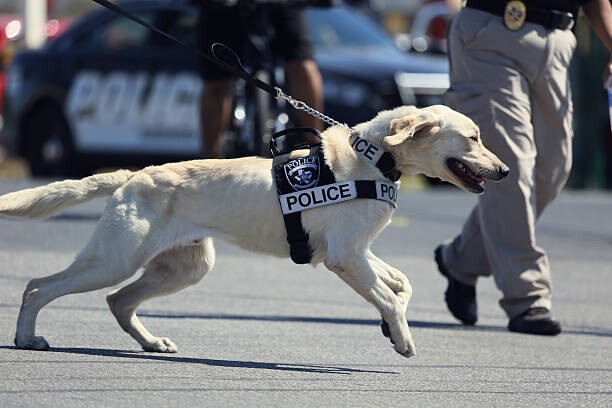 Plakát Police dog is running