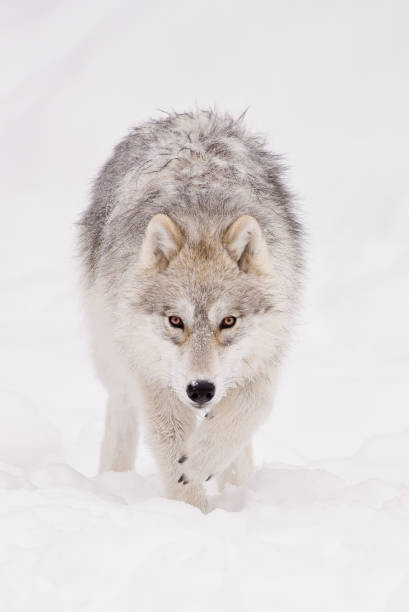 Plakát Portrait of arctic wolf  in