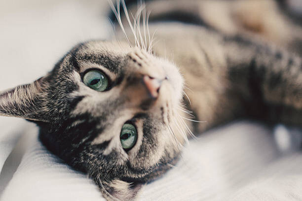 Plakát Portrait of cat, close up.