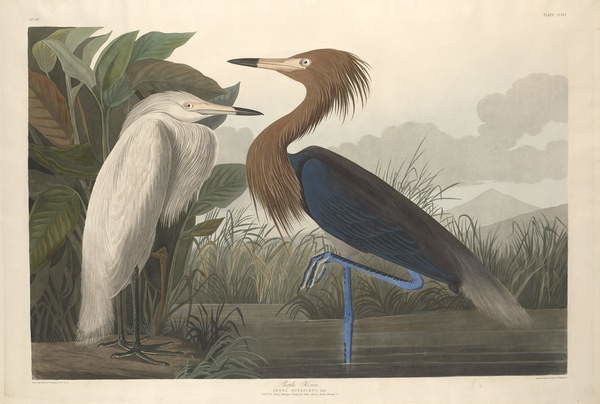 Plakát Purple Heron, 1835