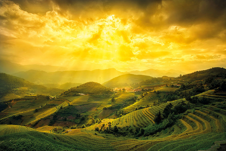 Plakát Rice Fields Of Yen Bai