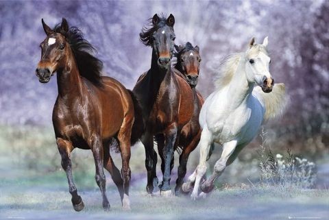 Plakat Running horses - bob langrish