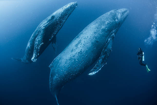 Plakát Scuba diver approaches adult female humpback