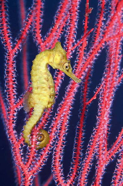Plakát Seahorse  swimming in Gorgonian sea