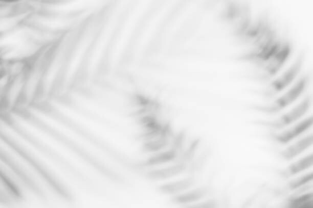 Plakát Shadows from tropical leaves