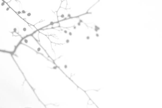 Plakát shadows of hawthorn tree branches with