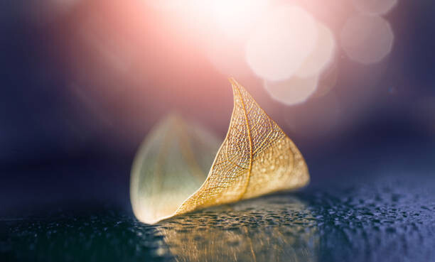 Plakát Skeletonized leaf in form of small boat with reflection in wet surface in nature.