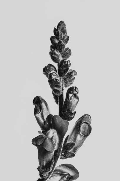 Plakát Strange and Beautiful