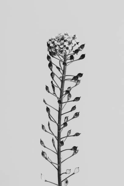 Plakát Strange and Beautiful