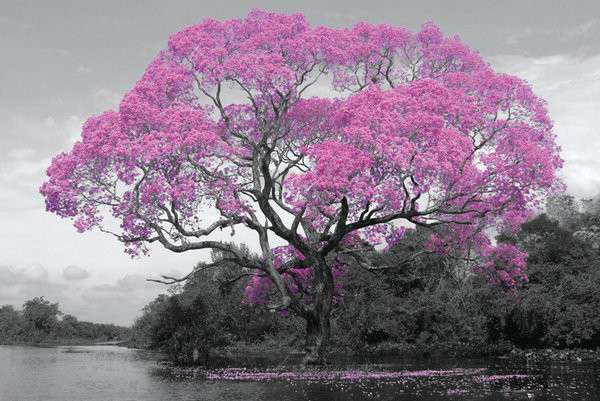 Plakát Strom - Pink Blossom