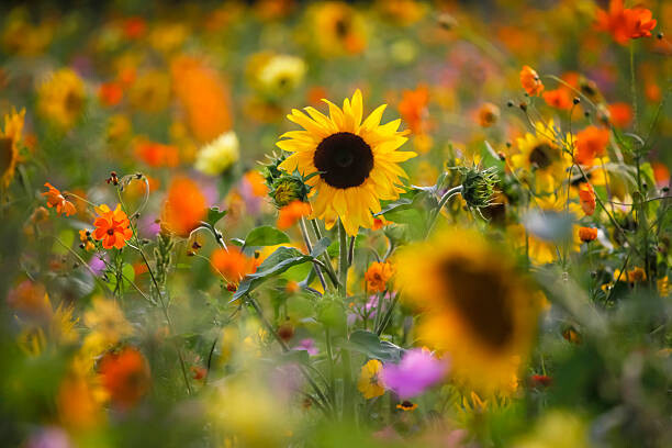 Plakát Summer meadow with sunflowers