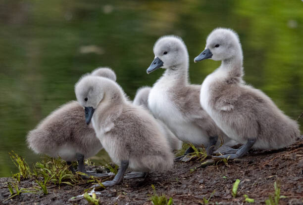 Plakát Swan Cygnets