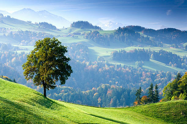 Plakát Switzerland, Bernese Oberland, tree on hillside