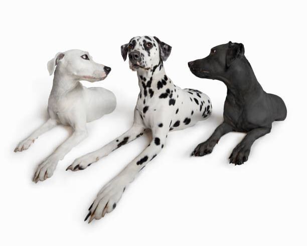 Plakát The Best Of Both