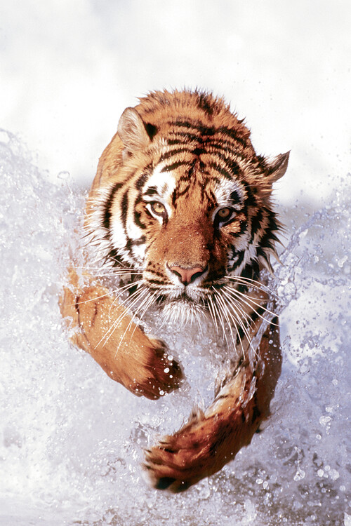 Plakát Tiger Running Through Water