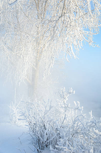 Plakát Trees covered with rime
