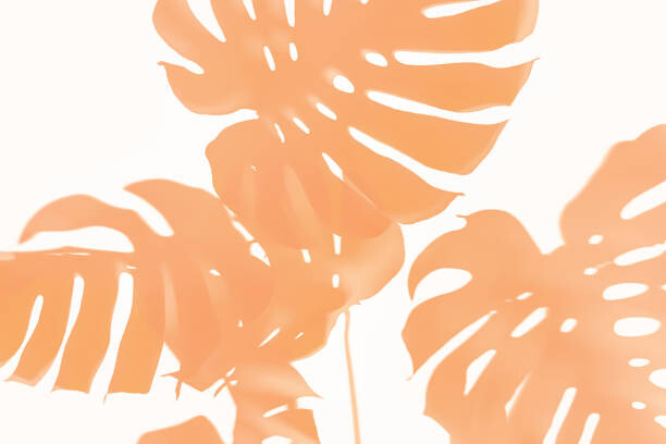 Plakát Trendy Shadow of Tropical leaves of