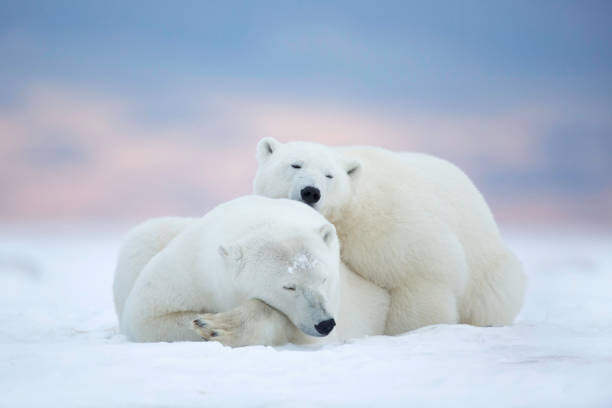 Plakát Two polar bears sleeping in the snow, Alaska, USA