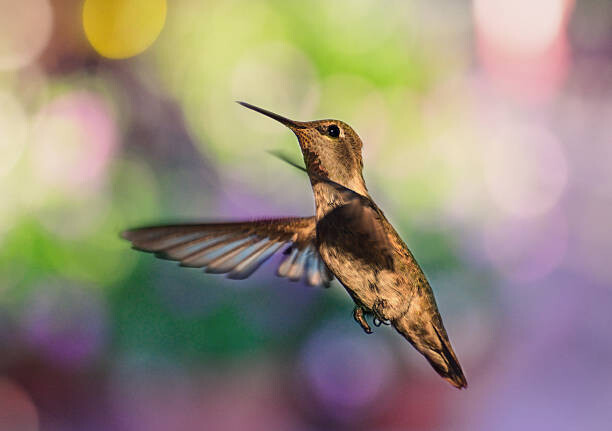 Plakát Whimsical female hummingbird on colorful bokeh
