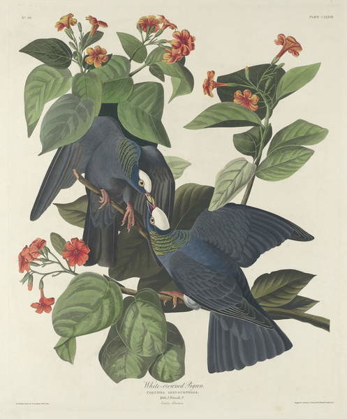 Plakát White-crowned Pigeon, 1833