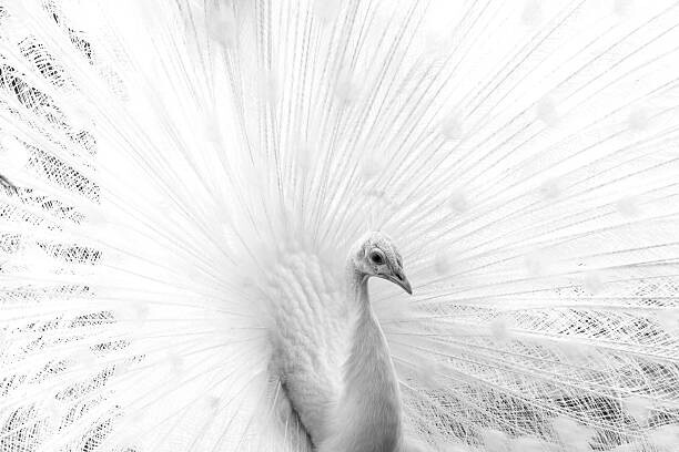 Plakát White peacock