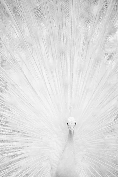 Plakát White peacock