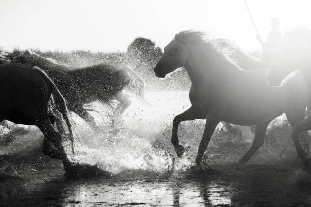Plakát Wild White Horses of Camargue running in water