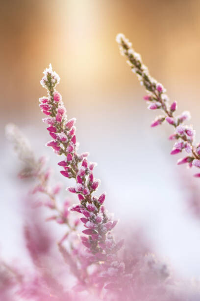 Plakát Winter background with frosted heather flowers