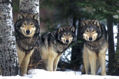 Plakat Wolves - 3 wolves