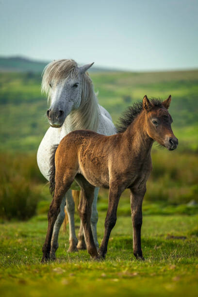 Plakát Young and adult horse