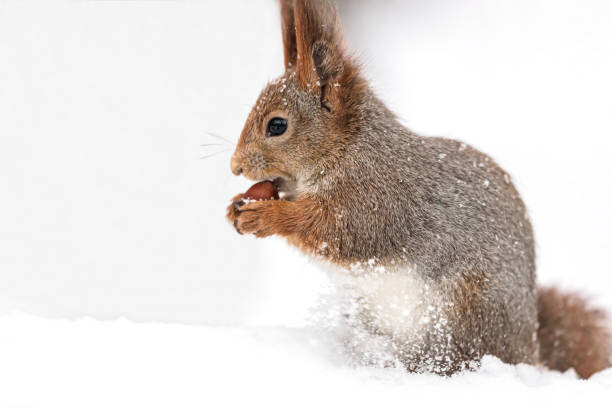 Plakát young red squirrel sitting in white