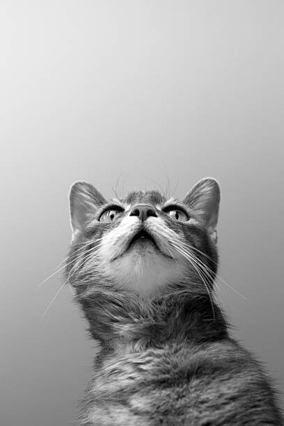 Obraz na płótnie a cat on grey background