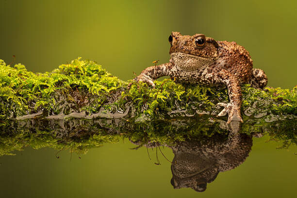 Obraz na płótnie A common toad