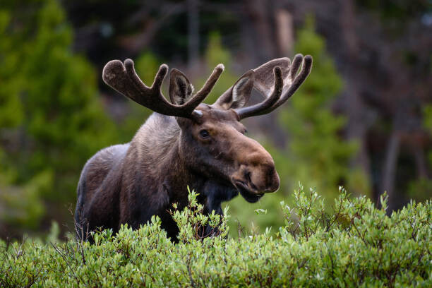 Obraz na płótnie A moose moose in the forest,Fort