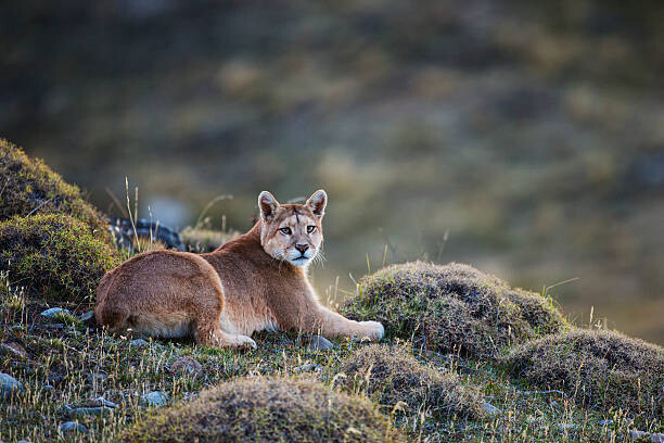 Obraz na płótnie A puma laying in tuft grass