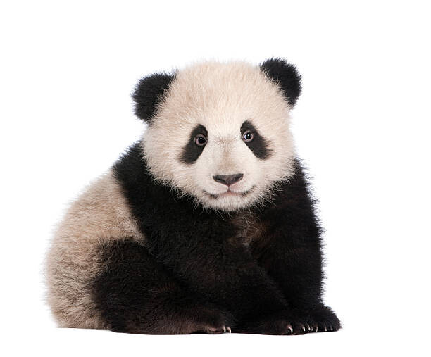Obraz na płótnie A six month old giant panda on a white background