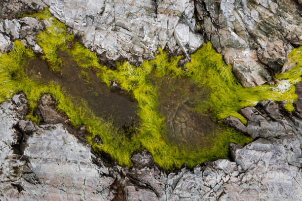 Obraz na płótnie Abstract view of moss on rocks