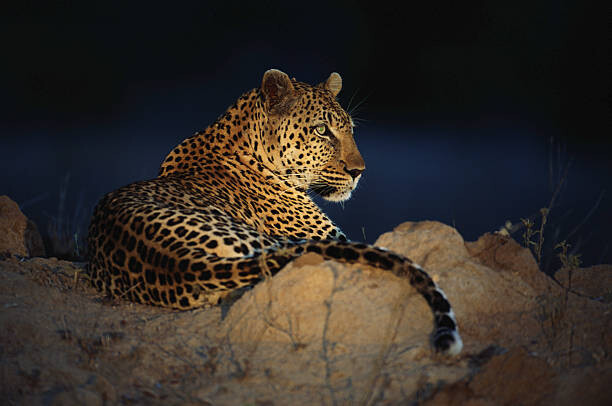 Obraz na płótnie African leopard (Panthera pardus) laying on rock