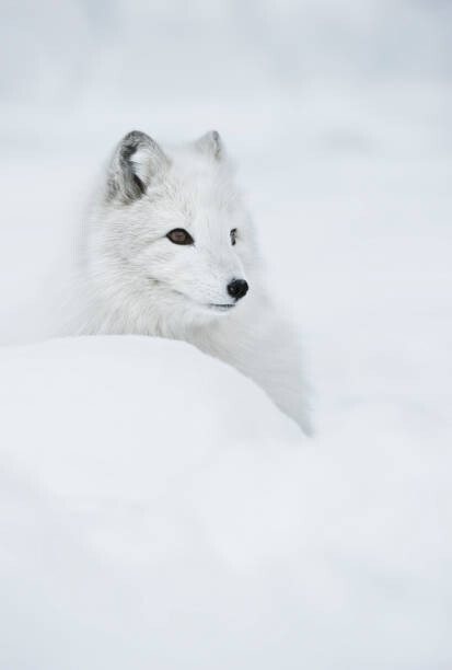 Obraz na płótnie An arctic fox in the snow.