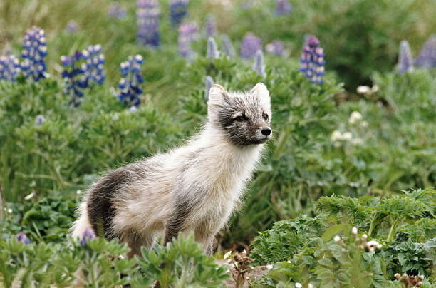 Obraz na płótnie Arctic fox  in field of