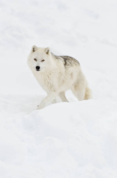 Obraz na płótnie Arctic wolf walking on snow in winter