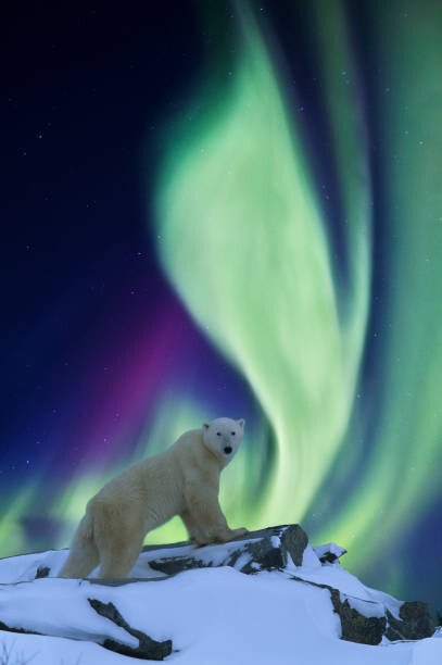 Obraz na płótnie Aurora borealis and polar bear