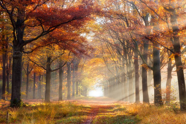 Obraz na płótnie Autumn forest
