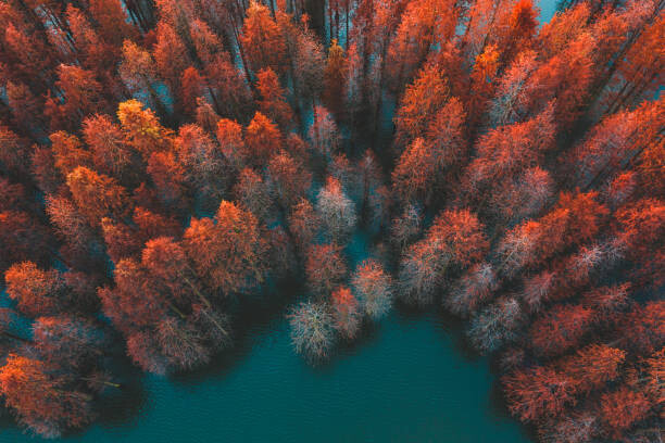 Obraz na płótnie Autumn trees and green lake