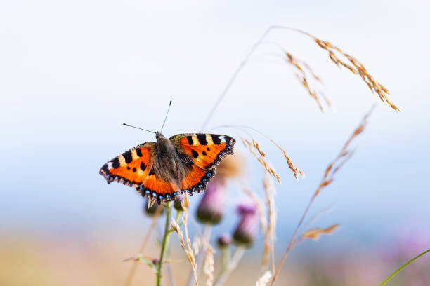 Obraz na płótnie Beautiful Small tortoiseshell butterfly on flower