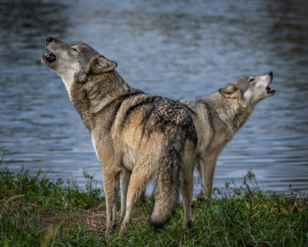 Obraz na płótnie Beautiful Wolf Growling and Howling
