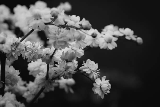 Obraz na płótnie Black and White Photographs