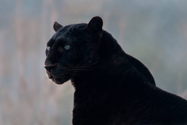 Obraz na płótnie Black leopard (Panthera pardus)