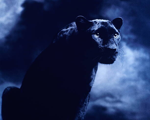 Obraz na płótnie Black panther against dark background, studio shot